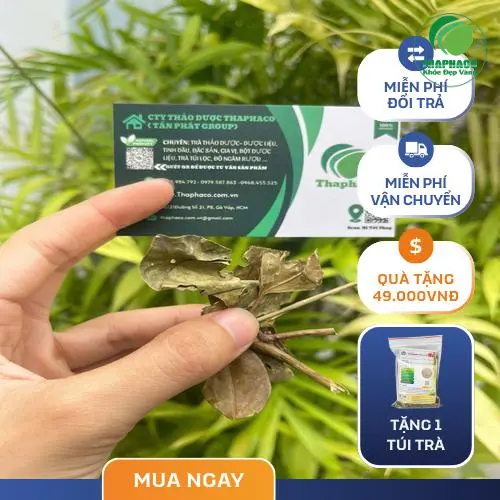 Lý do chọn chè vằng ThaphaCo chất lượng tại TP.HCM