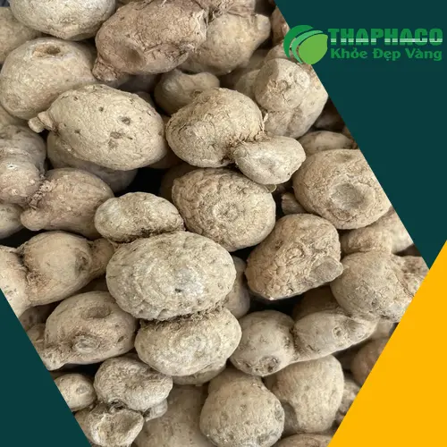 Củ tam thất nam được đóng gói trong túi chuyên dụng của Thảo Dược THAPHACO