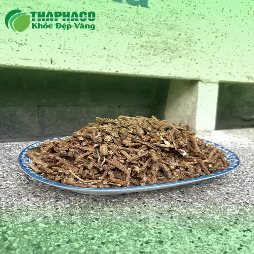Dây thần thông thật tươi nguyên, lá xanh đậm