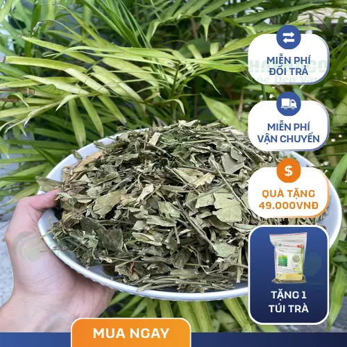 Vùng nguyên liệu dây thìa canh sạch của THAPHACO