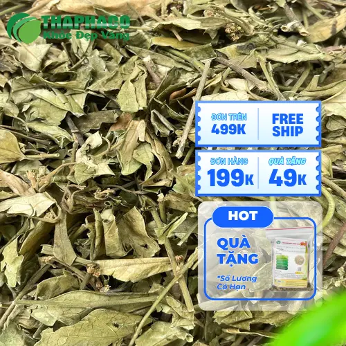 Bảo quản Dây thìa canh đúng cách