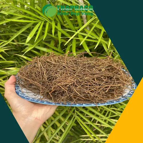 Dây tơ hồng tươi – thảo dược quý trong y học cổ truyền