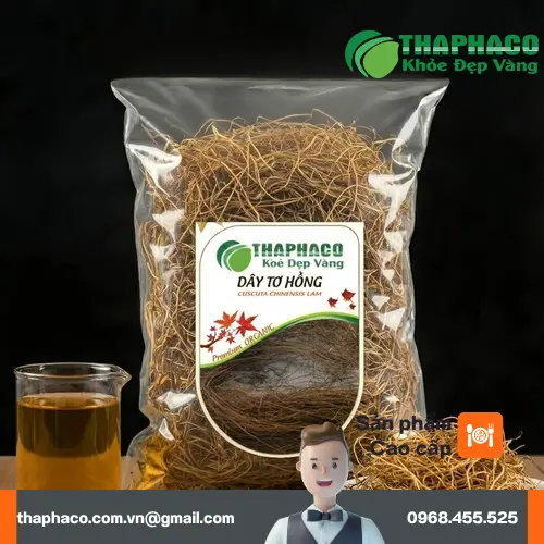 Hình ảnh minh họa dây tơ hồng tươi, các sợi dây mảnh màu vàng óng.