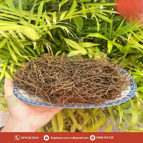 Dây tơ hồng được phơi khô tự nhiên, giữ nguyên dược tính