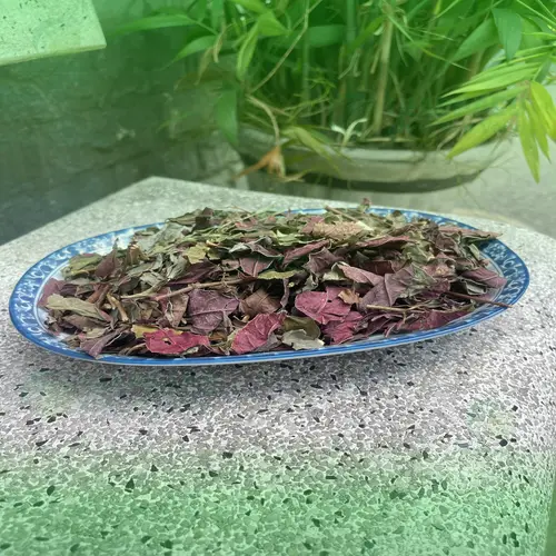 Nước sắc lá đơn đỏ và công dụng