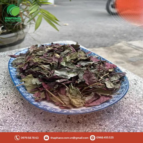 Chuyên gia THAPHACO hướng dẫn sử dụng Lá Đơn Đỏ Sấy Khô