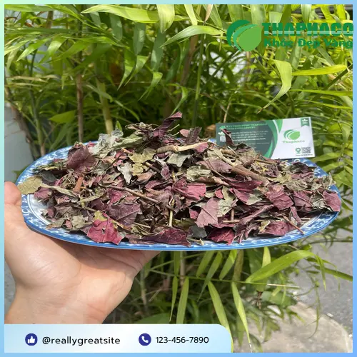 Cách bảo quản Lá Đơn Đỏ Sấy Khô đúng chuẩn THAPHACO