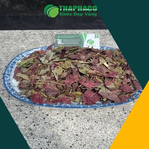Ưu đãi Lá Đơn Đỏ Sấy Khô từ THAPHACO