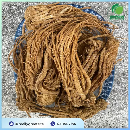 Cây đương quy tươi, rễ đương quy