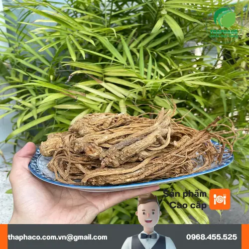 Hình ảnh cây đương quy