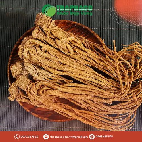 Hình ảnh đương quy khô chất lượng cao từ Thảo Dược THAPHACO