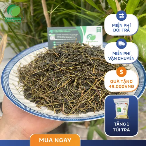 Giảo cổ lam khô chất lượng cao từ THAPHACO