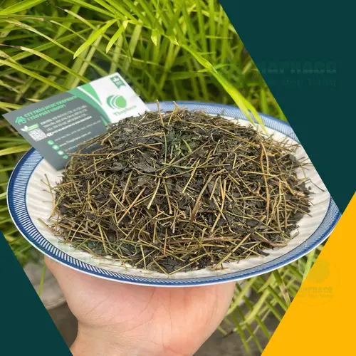 Hình ảnh cây giảo cổ lam tươi