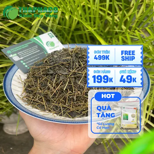 Lợi ích của Giảo cổ lam đối với sức khỏe gan