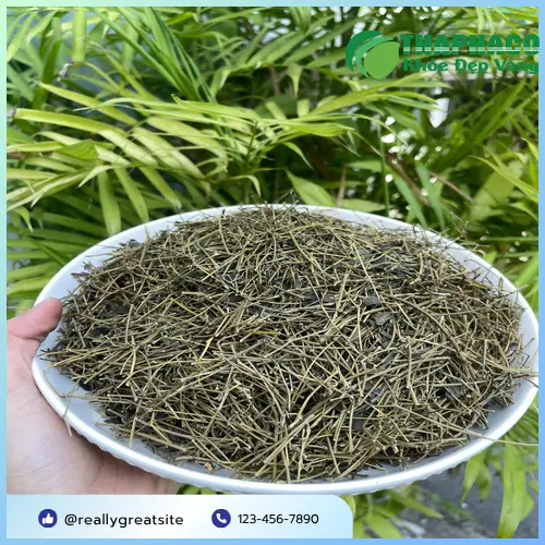 Quy trình phơi sấy Giảo Cổ Lam tại THAPHACO