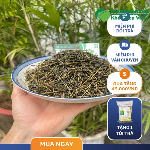 Giảo cổ lam đóng gói cho khách sỉ từ Thapaco TP.HCM