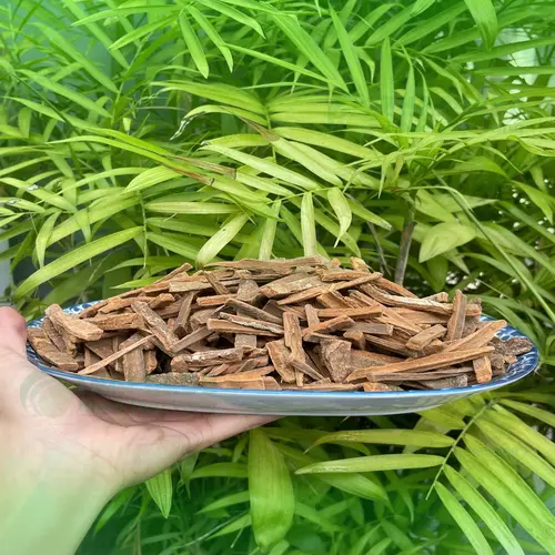 Lưu ý khi mua và sử dụng Hậu phác chất lượng cao