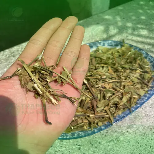 Quy trình sơ chế Hoàn Ngọc sấy khô tại THAPHACO