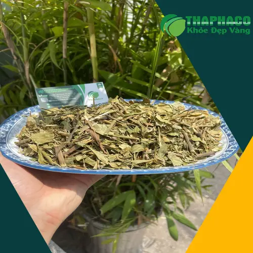 Lá Hoàn Ngọc tươi và thành phẩm sấy khô chất lượng