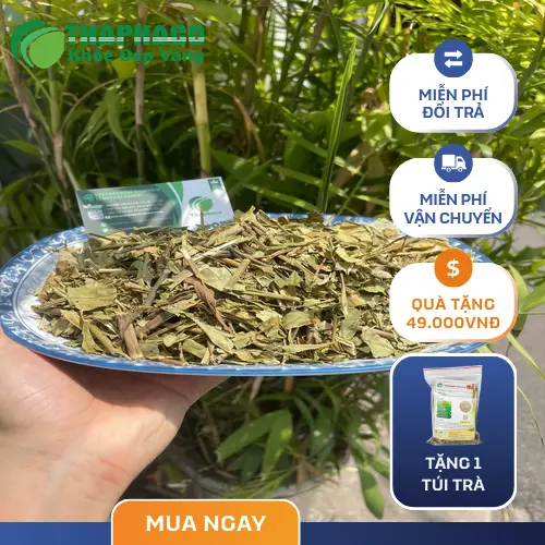 Hình ảnh quá trình hãm trà Hoàn Ngọc trong ấm