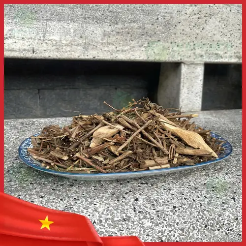 Hình ảnh cây Hương Nhu tươi tại vườn dược liệu THAPHACO