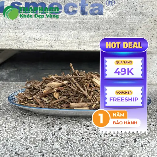 Cây Hương Nhu Tía tươi tại Thảo Dược THAPHACO
