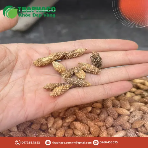 Sản phẩm ké đầu ngựa khô chất lượng cao từ Thaphaco