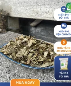 Khổ Sâm Mua Ở Đâu Giá Rẻ, Uy Tín? THAPHACO: Chuyên Gia Đánh Giá