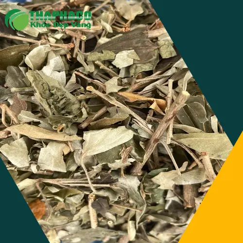 Khổ Sâm sấy khô thành phẩm của THAPHACO, giữ nguyên dược tính