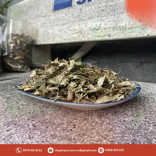 Khổ sâm sấy khô đóng gói tại THAPHACO
