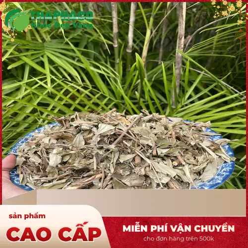 Hướng dẫn cách sử dụng Khổ Sâm khô đúng liều lượng cho người lớn