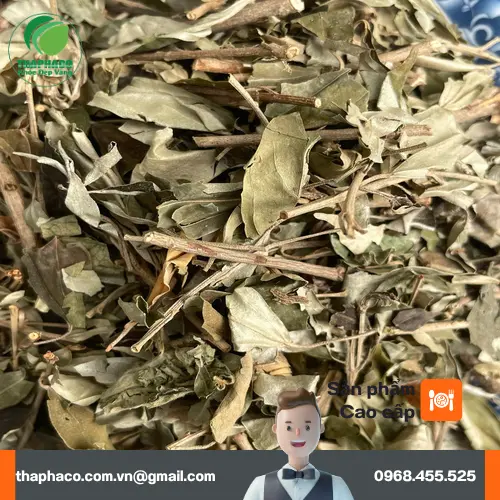 Cách bảo quản khổ sâm đúng cách để duy trì chất lượng