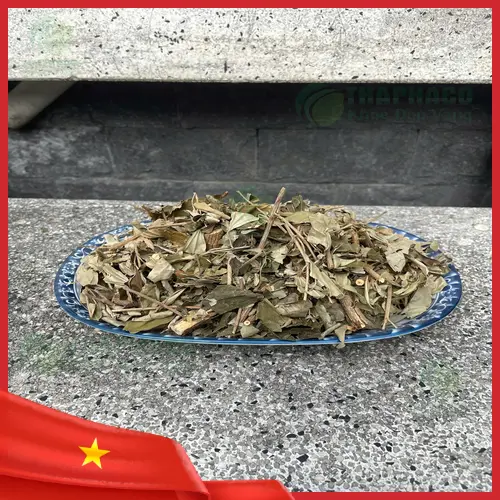 Trà khổ sâm mỗi ngày cho cơ thể khỏe mạnh
