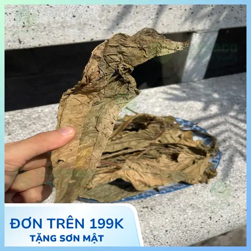Hình ảnh Lá Khôi Tía tươi và khô, lá thuốc quý hỗ trợ dạ dày