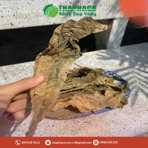 Lá Khôi Tía THAPHACO tươi xanh