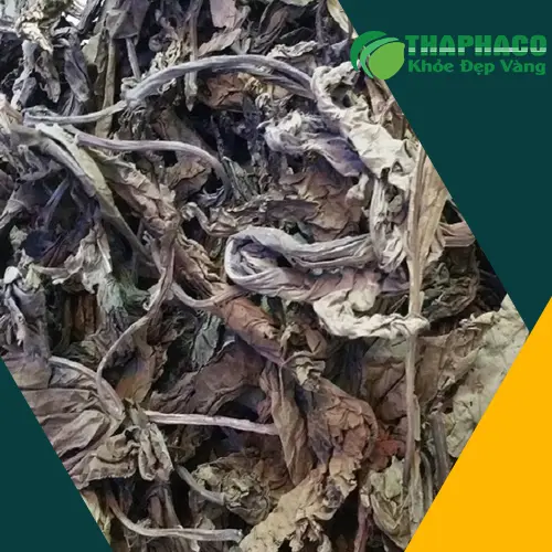 Sơ đồ mô tả cơ chế hoạt động của Lá Khôi Tía với niêm mạc dạ dày