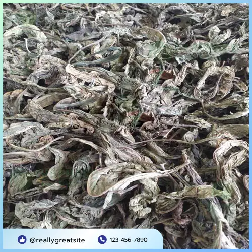 Quy trình phơi sấy lá khôi tía của THAPHACO đảm bảo chất lượng