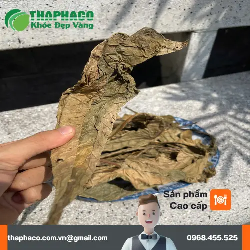Quy trình sấy khô lá khôi tía đạt chuẩn tại THAPHACO