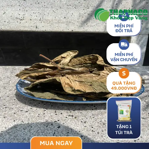 Lá Khôi Nhung có mặt dưới lá màu xanh