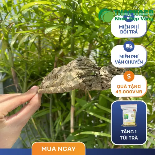 Người dân thu hái lá khôi tía tươi tại vùng nguyên liệu THAPHACO