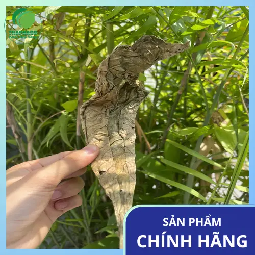 Kho hàng lá khôi tía Thảo Dược THAPHACO sẵn sàng đáp ứng đơn hàng sỉ