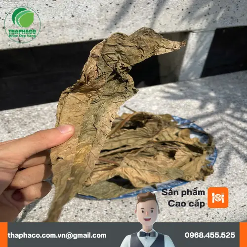 Lá Khôi Tía phơi khô để bảo quản lâu dài