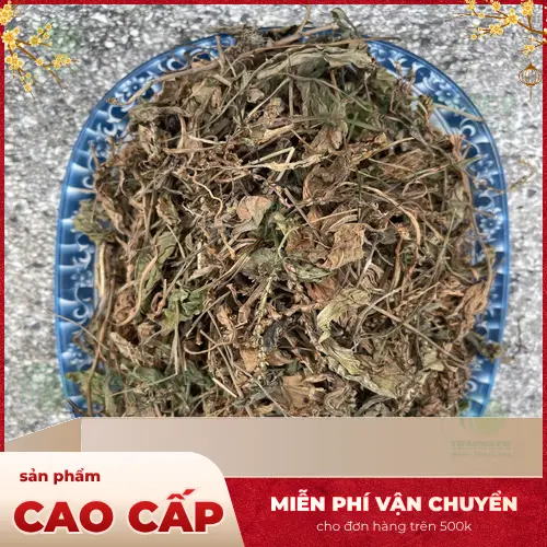 Cây mã đề tươi và quy trình sấy khô tại THAPHACO