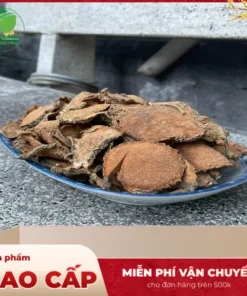 Đại lý phân phối sỉ lẻ cây móp gai tại TP.HCM