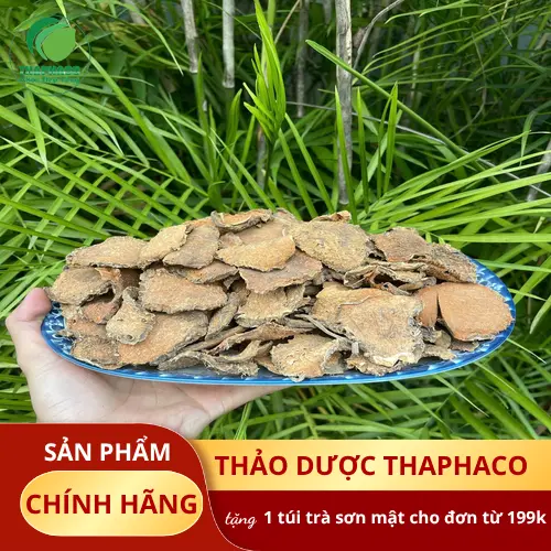 Hình ảnh cây móp gai tươi với lá xanh và quả đỏ