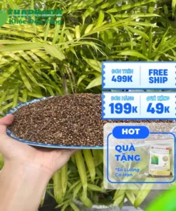 1kg Nụ Vối Sấy Khô Giá Bao Nhiêu Tiền? Đánh Giá Từ Dược Sĩ