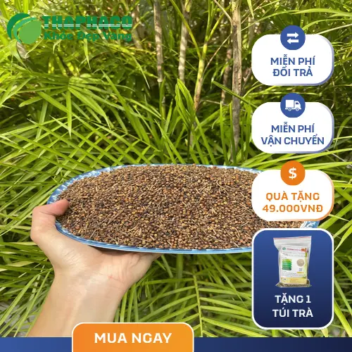 Nụ vối khô tự nhiên từ cây vối