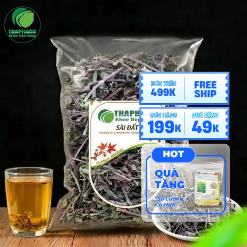 Cây Sài đất - dược liệu dân gian quen thuộc