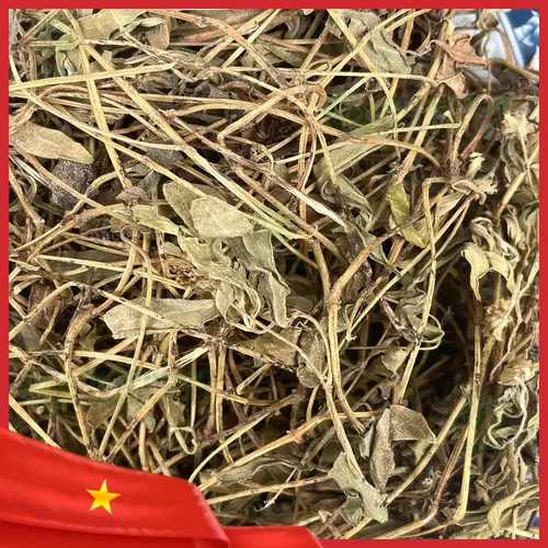 Sài đất tươi được chọn lọc kỹ càng tại THAPHACO