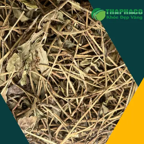 Quy trình sản xuất Sài Đất sấy khô Thapaco